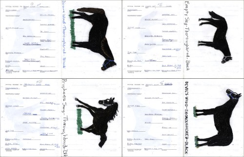 Horse_blackthoroughbreds