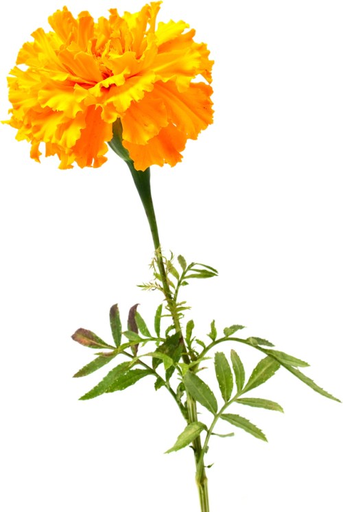 Flowermarigold_blog_ss_6198174