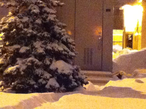 Neighborhoodtree_crstation_blo