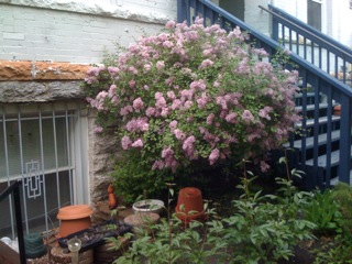 Signofspringlilac_blog