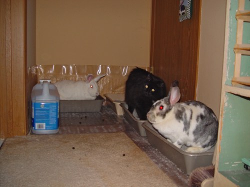 Worstchorelitterboxsweeties_bl