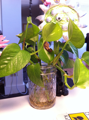 Deskplant7