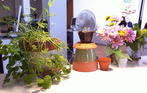 Deskplants