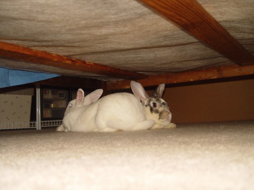 Underbedculprits_blog