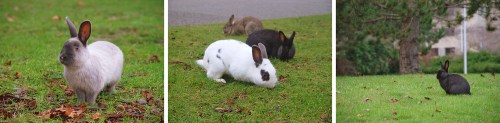 Uvicrabbits_blog