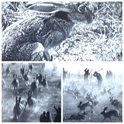 Dustbowl_jackrabbit_cull
