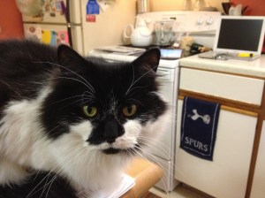 Dasie the cat supervises.