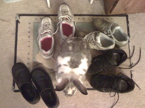 photo of Robbin Rabbit as Shoe Bunny.