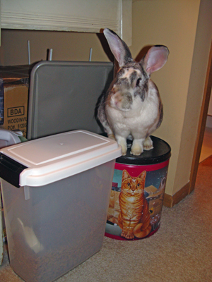 Is it suppertime yet?