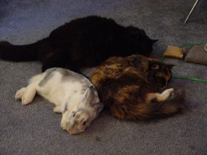 Yul, Dhia, and Robbin