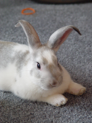 Robbin's ears would wilt in the heat during his first summer.