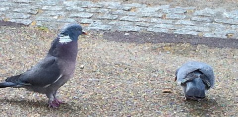 Mr Pigeon advances on Ms Pigeon