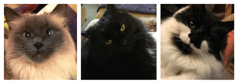 poetry 1-30 cats.PNG