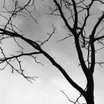 Poetry 6-30 B-branch-1