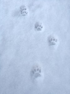 poetry 8-30 D-dainty